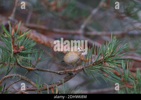 Goldwappen (Regulus regulus) auf Kiefernkegel, Europa Stockfoto