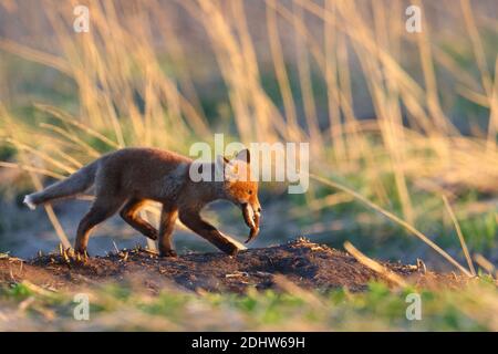 Rotfuchs (Vulpes vulpes) Jungvogel mit einem geringsten Wiesel auf der Wiese bei Sonnenaufgang, Estland, Nordeuropa. Stockfoto