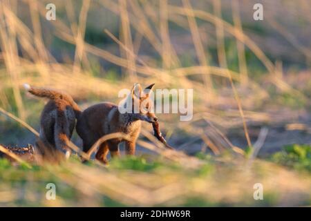 Rotfuchs (Vulpes vulpes) Jungvogel mit einem geringsten Wiesel auf der Wiese bei Sonnenaufgang, Estland, Nordeuropa. Stockfoto