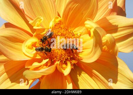 Orange Dahlienblume „Harry Megos“ Dahlia Pastel Blume Bienen Honigbiene blühende Pflanze Single Bloom blühende Bienenfreundliche Pflanzen Blütenblätter September Bienen Stockfoto