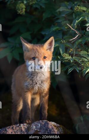 Red Fox Kit (Vulpes vulpes), Europa. Stockfoto