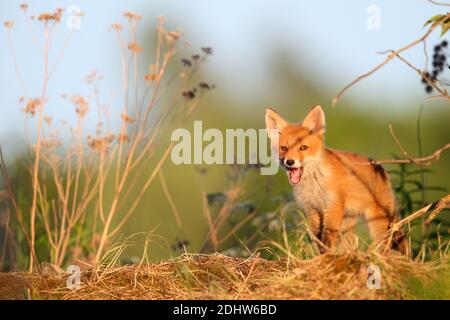 Red Fox Kit (Vulpes vulpes), Europa. Stockfoto