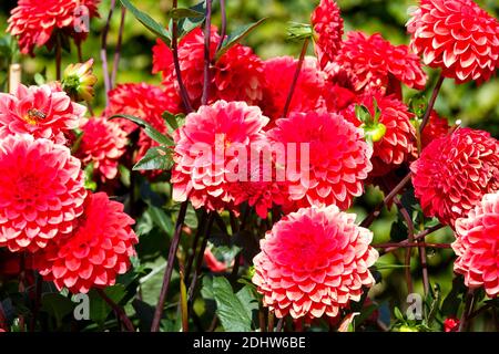 Dahlias Dahlia 'Red Cup' im Garten Grenze Stockfoto