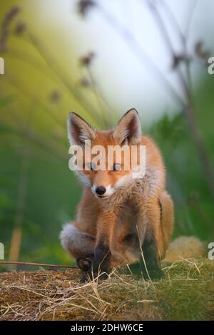 Red Fox Kit (Vulpes vulpes), Europa. Stockfoto