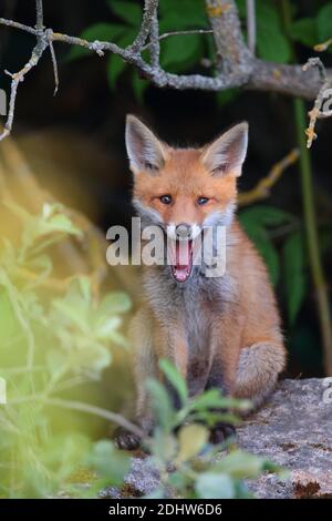 Red Fox Kit (Vulpes vulpes), Europa. Stockfoto