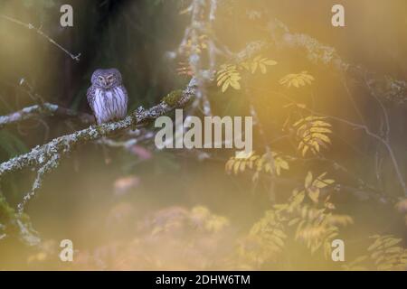 Zwergeule (Glaucidium passerinum) im Herbst, Estland. Stockfoto