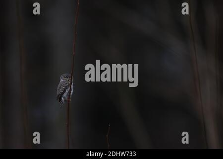 Jagd auf die Zwergeule (Glaucidium passerinum) nach dem Sonnenuntergang im Dunkeln. Europa Stockfoto