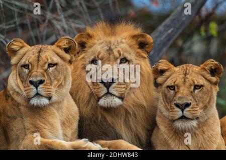 Katanga Lion - Panthera leo bleyenberghi, ikonisches Tier aus afrikanischen Savannen, Kalahari, Botswana. Stockfoto