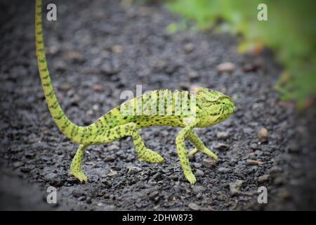 Wildnis Stockfoto