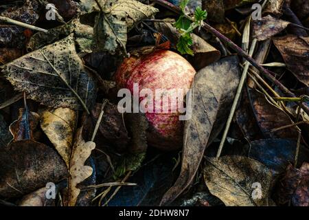 Reif gefallener Apfel liegt auf dem Boden mit trockenen Blättern herum. Spätherbst - Dezember. Stockfoto