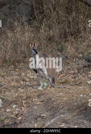 Whiptail-Wallaby, Pretty-Face-Wallaby, Macropus parryi. Wild im Busch im Südosten von Queensland, Australien. Stockfoto