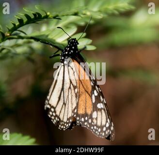 Monarchschmetterling, Danaus plexippus, Flügel geschlossen. Ursprünglich in Nordamerika, heute in Australien verbreitet. Queensland Garten im Herbst. Stockfoto