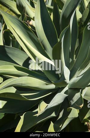 Agave attenuata, eine große hellgrüne Sukulente mit stacheligen Blättern, die in einem australischen Privatgarten in Queensland wächst. Stockfoto