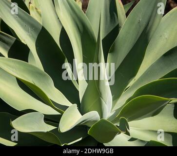 Agave attenuata, eine große hellgrüne Sukulente mit stacheligen Blättern, die in einem australischen Privatgarten in Queensland wächst. Hintergrund. Stockfoto