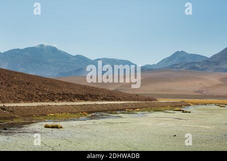 Die Feuchtgebiete des Rio Putana hoch in den Anden oberhalb von San Pedro de Atacama, Atacama Wüste, Chile Stockfoto