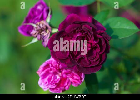 Offene dunkle Malvenrose, Knospen und tote Blütenköpfe im Rosengarten Stockfoto