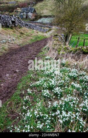 Grüne Gasse, die hinunter zum 'Snowdrop Cottage' in der Nähe von Milldale führt The Derbyshire Peak District Großbritannien Stockfoto