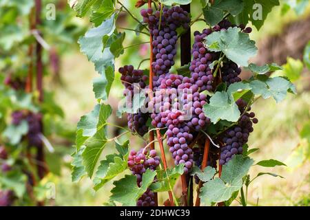 Trauben auf einem Weinberg, Tage vor der Ernte Stockfoto