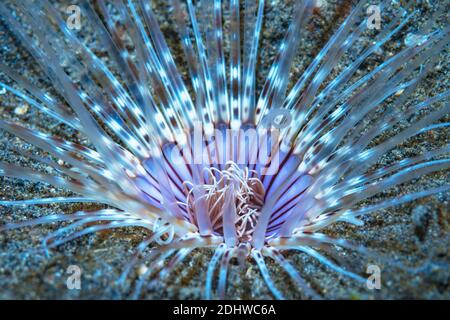 Röhrenanemon [Cerianthus sp.]. Lembeh Srrait, Nord-Sulawesi, Indonesien. Stockfoto