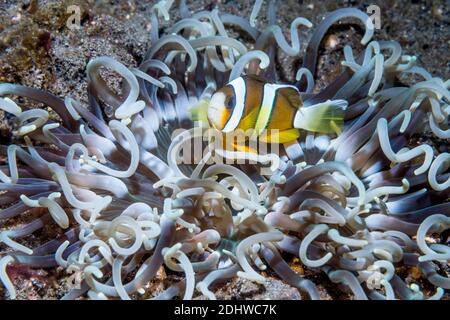 Klarks Anemonefisch [Amphiprion clarki]. Lembeh Strait, Nord-Sulawesi, Indonesien. Stockfoto