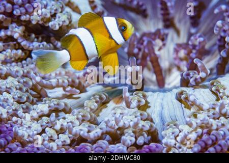 Klarks Anemonefisch [Amphiprion clarki] mit Perlenmeanemon [Heteractis aurora]. Lembeh Strait, Nord-Sulawesi, Indonesien. Stockfoto