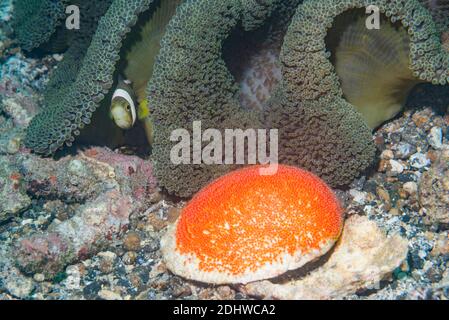Sattelanemonefisch [Amphiprion polymnus] mit einer Teppichanemone [Stichodactyla haddoni] mit frisch verlegter Eimasse. Lembeh Strait, Norh Sulawe Stockfoto