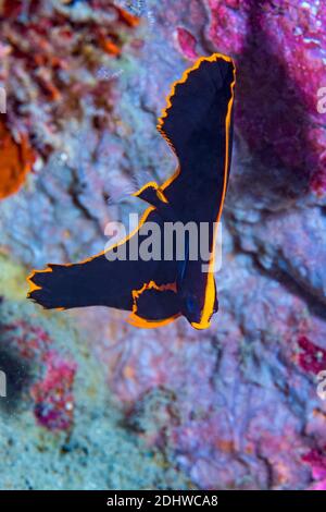 Juvenile gefiederte Fledermaus [Platax pinnatus]. Lembeh Strait, Nord-Sulawesi, Indonesien. Stockfoto