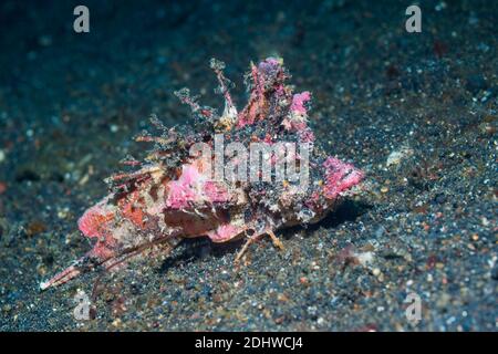 Devilfish oder Stinger [Inimicus didactylus]. Lembeh Strait, Nord Sulawesi, Indonesien. Stockfoto