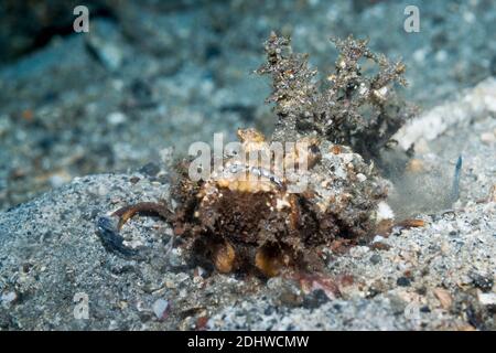 Devilfish oder Stinger [Inimicus didactylus]. Lembeh Strait, Nord Sulawesi, Indonesien. Stockfoto