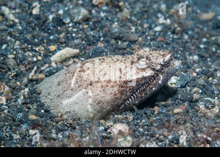 Stargazer Schlangenaal [Brachysomophis cirrocheilos]. Lembeh Strait, Nord-Sulawesi, Indonesien. Stockfoto