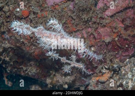 Kunstvoll oder Harlekin Ghostpipefish [Solenostomus paradoxus]. Lembeh Strait, Nord-Sulawesi, Indonesien. Stockfoto
