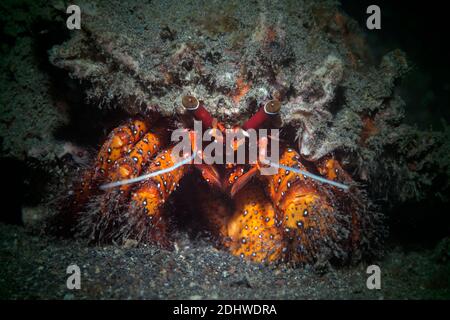 Weißfleckige Einsiedlerkrabbe [Dardanus megistos]. Lembeh Strait, Nord-Sulawesi, Indonesien. Stockfoto