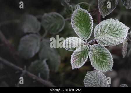 Die Blätter des Brombeerbusches, bedeckt mit den Eiskristallen des Rauhfrosts am Wintermorgen. Konzept der Wintersaison oder des kalten Wetters. Stockfoto