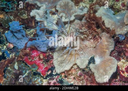 Jugendlicher Rotlionfisch [Pterois volitans]. Westpapua, Indonesien. Stockfoto
