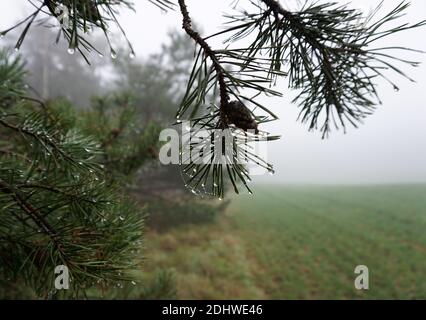 Nach dem Regen an einem nebligen Tag. Zweige mit Tannennadeln und Regentropfen. Webfäden mit einer Kette von Regentropfen. Ein Pinienkegel. Feuchte Wiese. Neblig Stockfoto