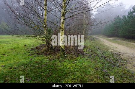 Eine Gruppe von blattlosen Birken in einem grasbewachsenen Feld mit Moos. Auf der rechten Seite ein sandiger Weg. Im Hintergrund ein Wald, der im Nebel verschwindet. Stockfoto