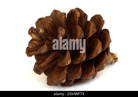 Kleine und vollständig offene und reife Aleppo-Kiefer (Pinus halepensis) Perspektive isoliert auf einem weißen Hintergrund. Naturpark Arrabida, Setubal, Stockfoto