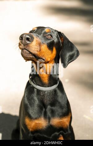 Schöner reinrassige Hund. 4 Monate alter Doberman Stockfoto