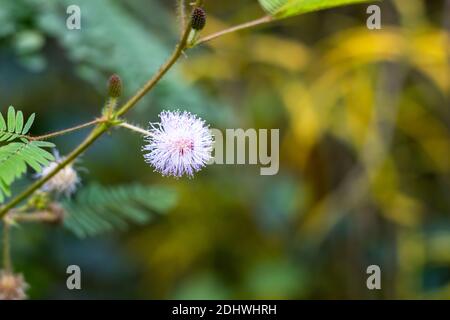 Zweig der rosa Mimosa pudica Blume und Knospen, Prinzessin Blume schüchtern wächst im Dschungel mit dem verschwommenen Hintergrund Stockfoto