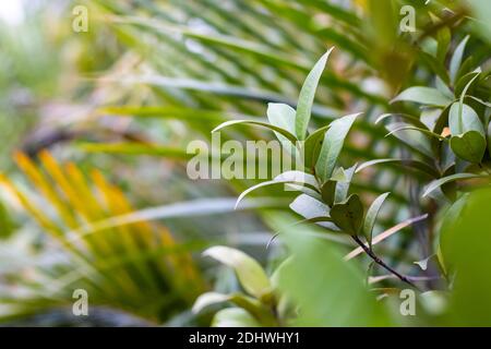 Wachsende grüne Zweige und Blätter im botanischen Garten Stockfoto