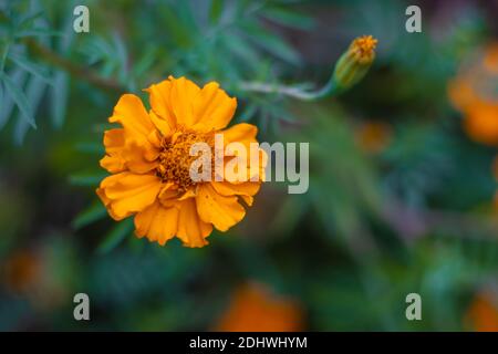 Orange Kosmos Blume mit grünen Blättern und Knospen im Inneren der Hausgarten Stockfoto