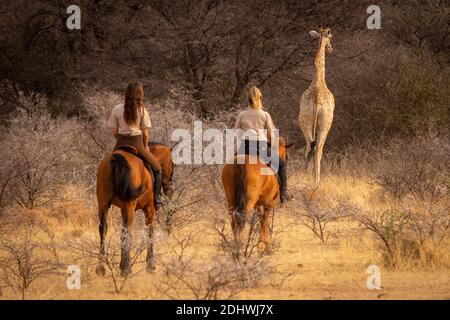 Brunette und blonde Fahrt nach südlichen Giraffe Stockfoto