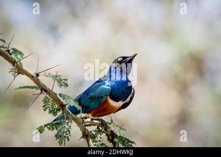 Superb Starling (Lamprotornis Superbus), ein schillernder, ikonischer kenianischer Vogel, thronend auf dornigen Fever Tree Zweig, Narok County, Kenia, Afrika. Stockfoto