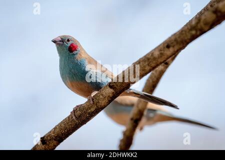 Männlicher Rotwanzen-Cordon Bleu (Uraeginthus bengalus)-Vogel, ein kleiner Wachsschnabel, im Soysambu Conservancy, Nakuru County, Rift Valley, Kenia. Stockfoto