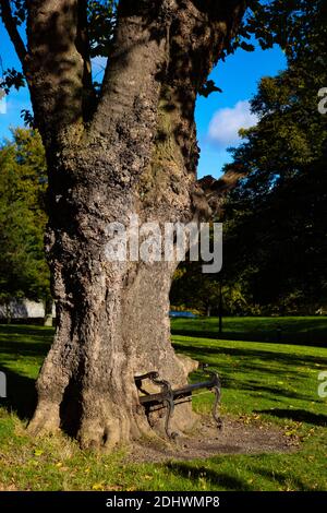 Hungriger Baum in Dublins Park am Constitution Hill. Dublin, Irland, Europa Stockfoto