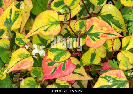 Houttuynia cordata 'Chameleon' eine im Frühling im Sommergarten blühende Pflanze Auch bekannt als Harlekin Pflanze oder Herz leaved Houttaynia Stock Foto-ima Stockfoto