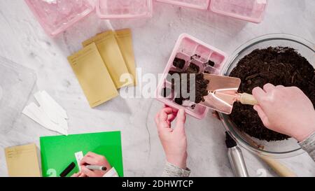 Flach liegend. Kleines Mädchen hilft Pflanzen Samen in Saatgutvermehrer mit Boden. Stockfoto