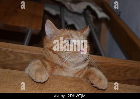 Junge Katze schaut sich süß um, Katze schaut ins Treppenhaus Stockfoto