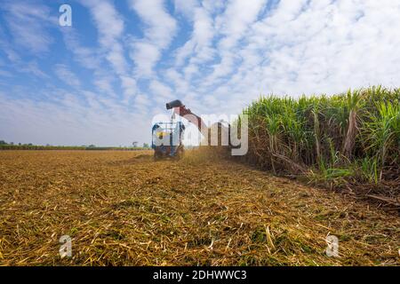 Zuckerrohr Erntemaschine arbeitet in der Zuckerfarm Stockfoto