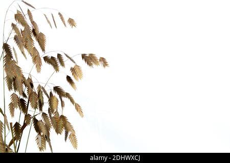 Chasmanthium latifolium oder Holzhafer isoliert auf weißem Hintergrund mit Kopierraum, auch Nordseehafer genannt Stockfoto